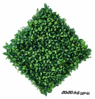 گرین وال برگ ریحون 50*50