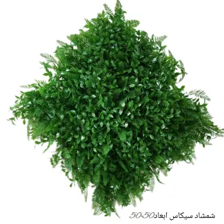 گرین وال شمشاد سیکاس 50*50
