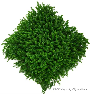 گرین وال شمشاد سبز گلدرشت 50*50
