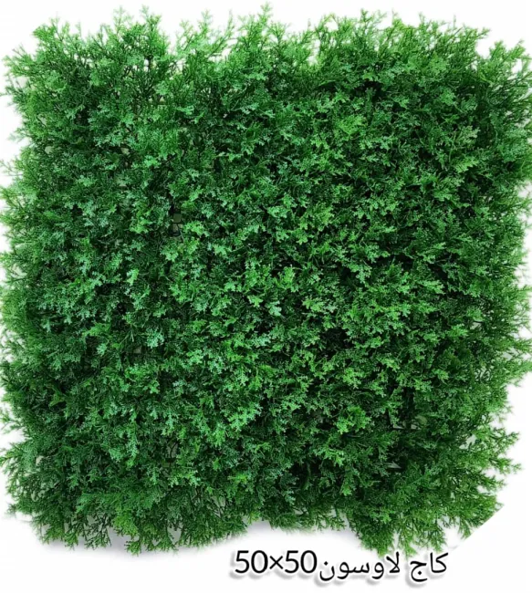 گرین وال کاج لاوسون 50*50