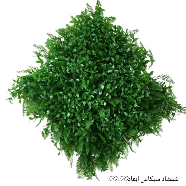گرین وال شمشاد سیکاس 50*50
