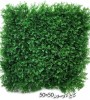 گرین وال کاج لاوسون 50*50