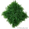 گرین وال شمشاد سیکاس 50*50