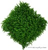 گرین وال شمشاد سبز گلدرشت 50*50